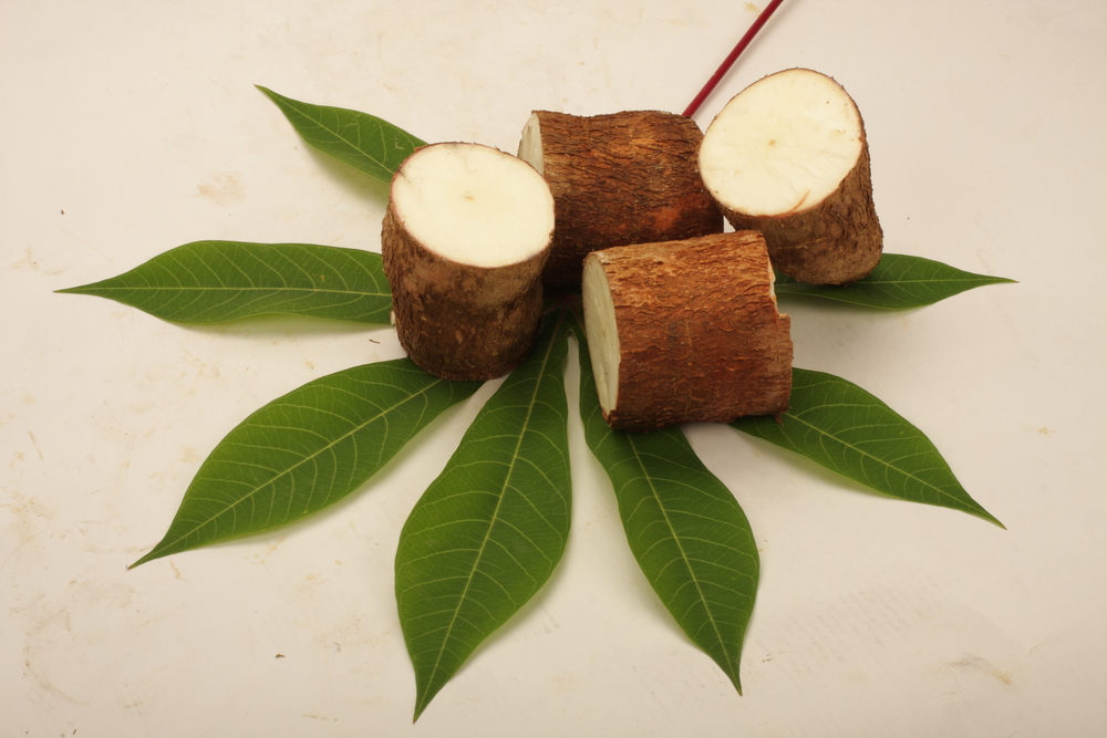 Cassava Leaves, Roots Show Promise Against Colon Cancer