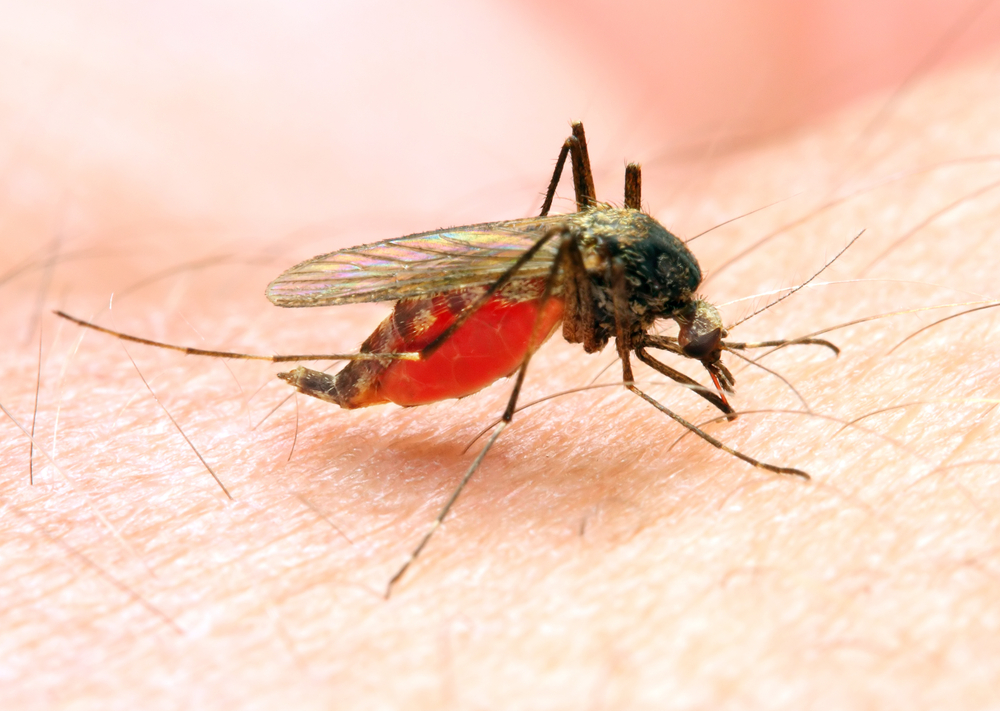 Study Finds Malaria Drug Could Aid In Colorectal Cancer Treatment
